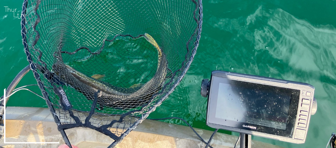 Fisch in Fischernetz, hellblaues Wasser und ein Echolot