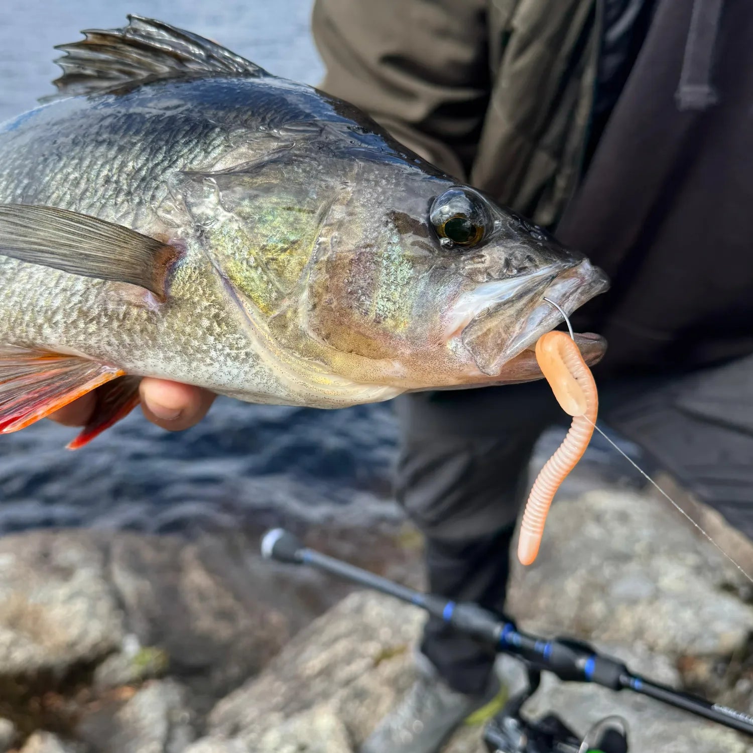 Toppies Wormius - ThurLure Barsch