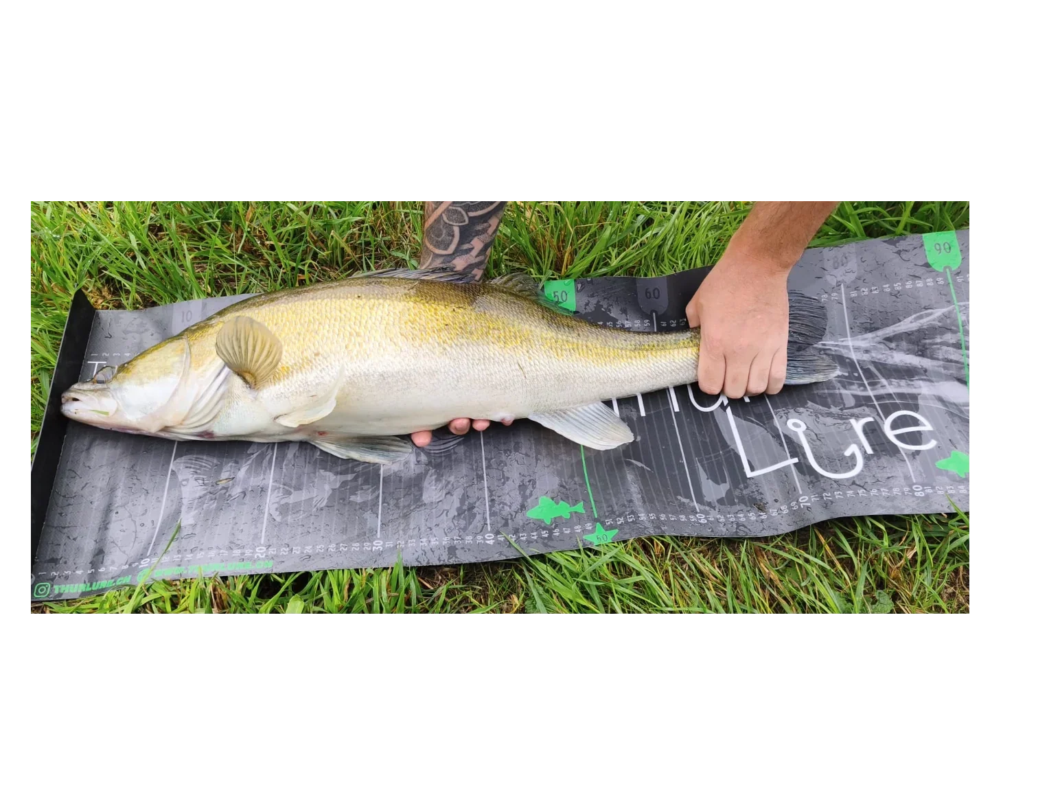 Zander auf ThurLure Scale - Holland Ausflug
